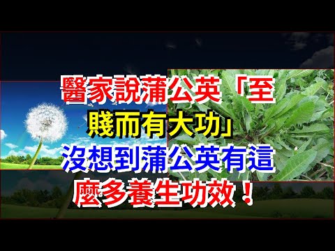 醫家說蒲公英“至賤而有大功”，沒想到蒲公英有這麼多養生功效！