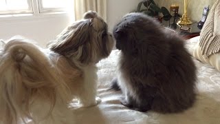 Happy Lacey and grumpy Lexi | Zoomies  | Shih Tzu dog  | Blue Persian cat