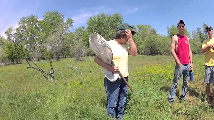 Using Integrated Weed Management to Control Leafy Spurge