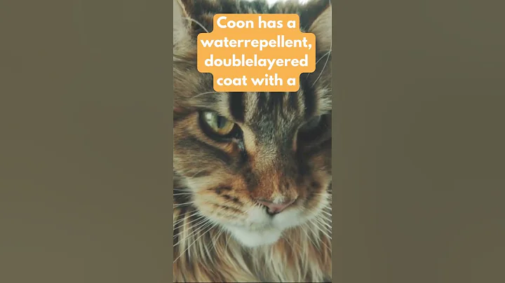 Video 10785361: pet maine coon, maine coon cat, cat animals facts