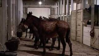 The Grandest Ride ~ Mules at the South Rim of Grand Canyon