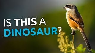 No, Birds Did NOT Evolve From Dinosaurs