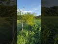 🐂🌾 Máximo, nuestro Brahmán Rojo, recorriendo el cultivo de sorgo en la granja KRISTAL.