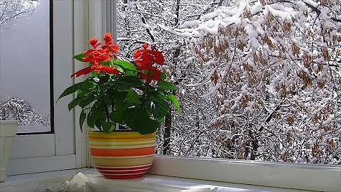 Комнатные растения зимой.