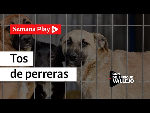 Tos de perrera | Enrique Vallejo en Salud Animal