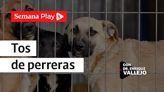 Tos de la perrera: cómo prevenir está enfermedad | Enrique Vallejo