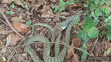 Golden tree snake eats lizard #Thailand