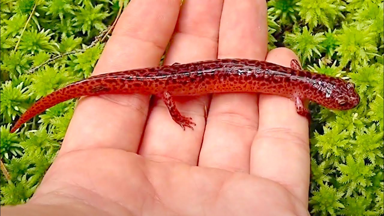 dynamisk Belyse diagram Northern Red Salamander! - YouTube