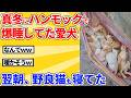 【2ch動物スレ】寒い日にハンモックで寝てた愛犬→翌朝、知らない猫達が寝てたｗｗｗｗｗ