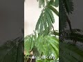 【日曜】【エバーフレッシュの葉がもう開いた】植物日記 2023.5.7 AM10:10