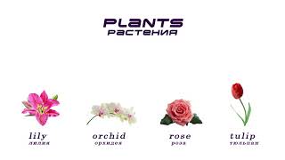 Растения (Plants)