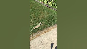 Savannah Monitor Going on a walk