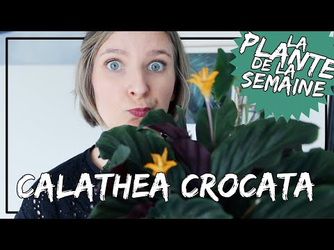 Vidéo: Calathea Crocata (25 Photos): Prendre Soin D'une Fleur à La Maison, Repiquer Le Safran Calathea Après Achat Et Reproduction. Pourquoi Ses Feuilles Sèchent-elles ?