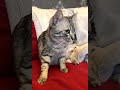 Андрей и кот 🐈  Боря после нежной кастрации кота на дому