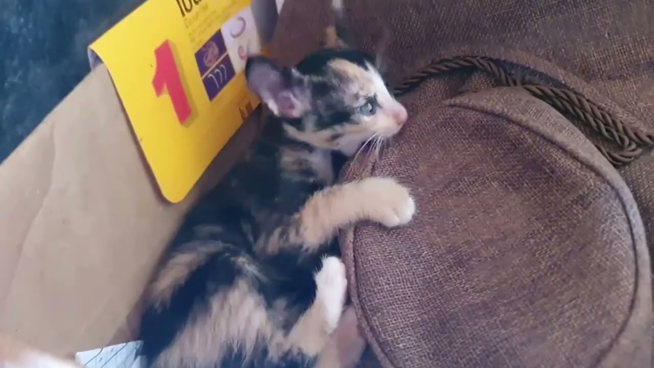 adorable kitten in the tank | LuLu Kittens