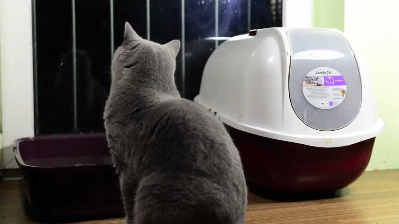 Thema: offene Katzentoilette vs geschlossene Katzentoilette (Teil 2/3