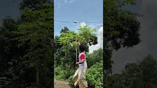 Aiming at the suger glider in the power line #explore #nature