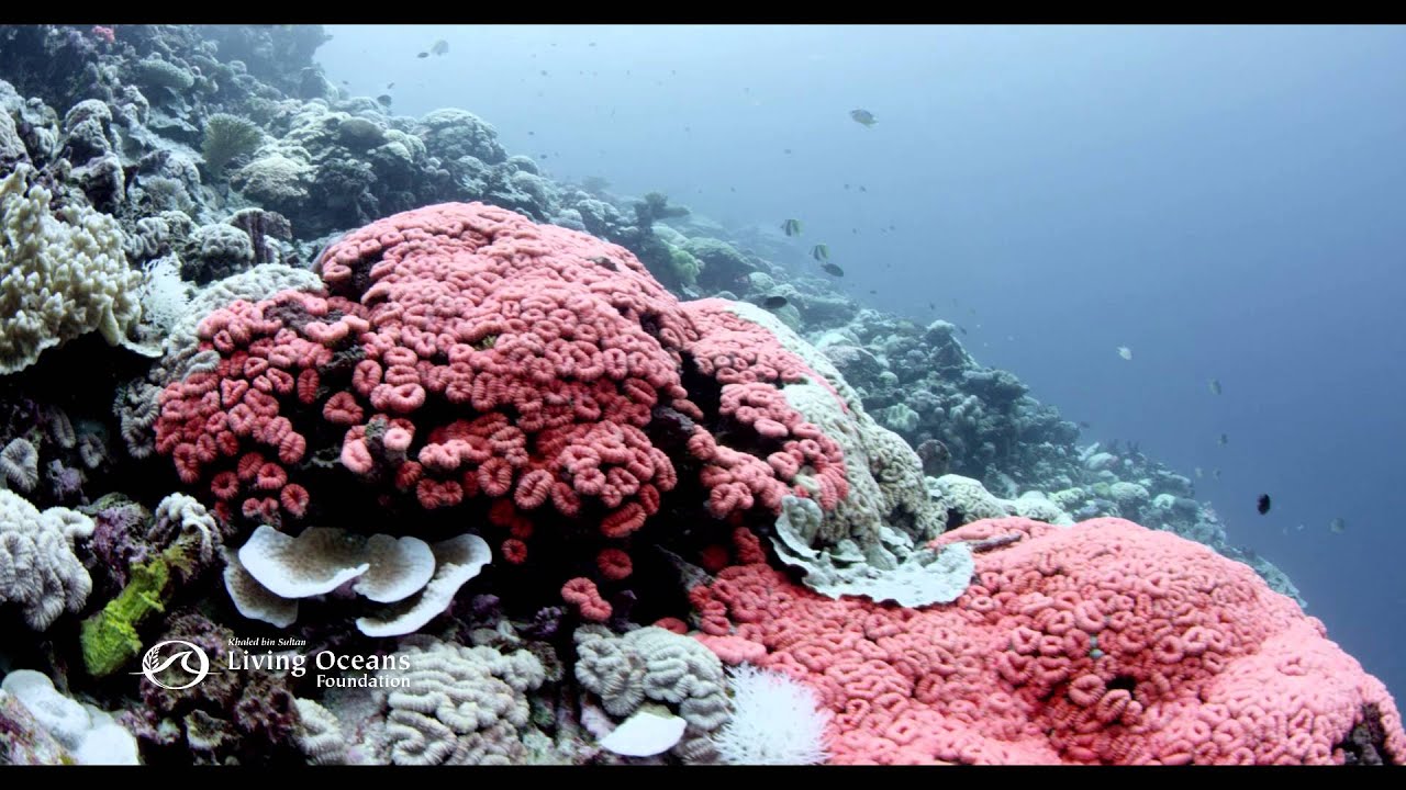 Cotton Candy Coral Bleaching - Cotton Candy Coral Bleaching