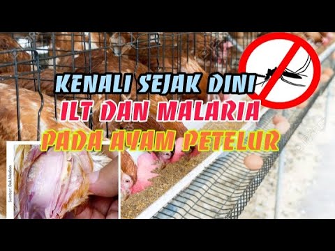 PENYAKIT ILT DAN MALARIA DALAM Memeliharakan Ayam