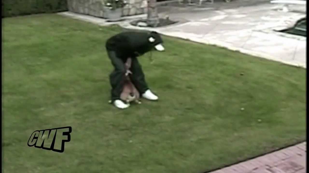 Bild från Hund skallar kille rakt i...