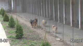 Kennel od Banatas - Pansioni za pse Kikinda