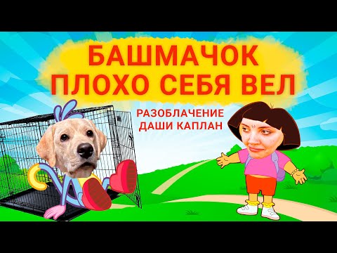 Видео: Что такое Throwback Pomeranian?