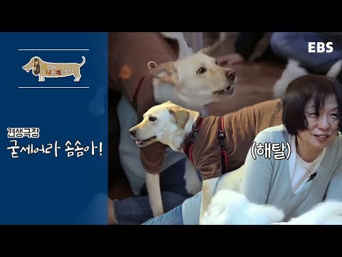 [Full] 세상에 나쁜 개는 없다 -  견생극장, 굳세어라 솜솜아!