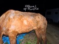 Boone, a horrific starvation case - Heart of Phoenix Equine Rescue