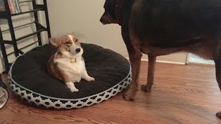 Saddest Anime Deaths