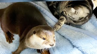 When I laid out a blanket, a cat and an otter came [Otter life Day 426]【Otter Aty & Mr.Cat】