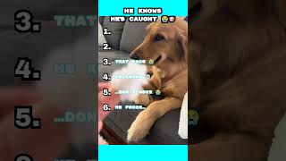 He Got Caught… And He Knows It 😭🐶