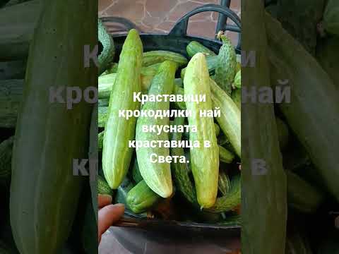 Краставици крокодилки, най вкусната краставица в Света. - YouTube