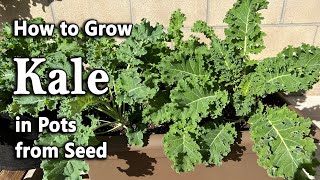How to Grow Kale from Seed in Containers and Grow Bags | Easy Planting Guide