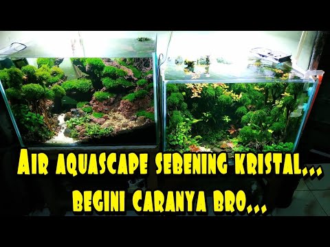 48 Cara Agar Air Diaquascape Sebening Kristal Youtube