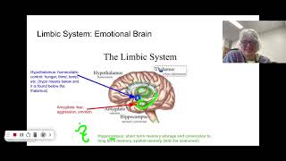 AP Psychology the limbic system