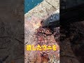 異常発生した堤防にウニを潰して撒いたらエグすぎ
