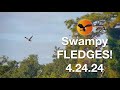 Swampy fledges  eagle country bald eagles