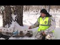 В Новосибирской области посчитают диких животных. Как лесники собираются отслеживать лосей и косуль?