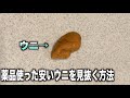 薬品たっぷりの安いウニはこのやり方一発で見抜けます！　#shorts