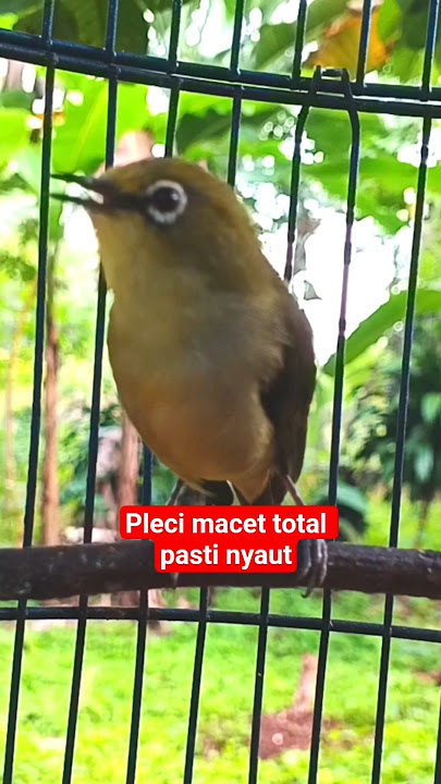 pleci dakun lokal betina #plecigacor