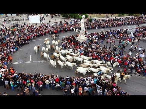 Des milliers d'animaux défilent à Marseille