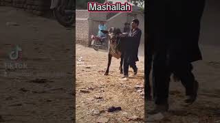 #qurbani2026 #qurbanicollection #qurbanicollection #qurbanivideos #season2026 #eiduladha2025