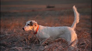 WILD PHEASANTS  In North Dakota!