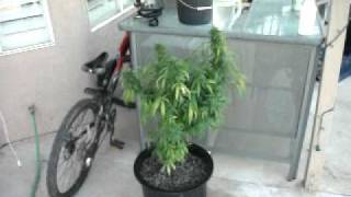 outdoor grow...catpiss