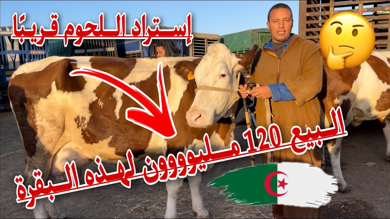 120 مليون هو سعر هذه البقرة من سوق البويرة و إستراد اللحوم قريبًا يستعد لإعادة ضبط الأسعار الحقيقية