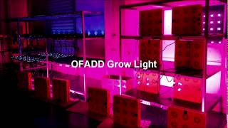 LED grow lights,medical marijuana,hemp,indoors growing,home grow hemp indoors growing