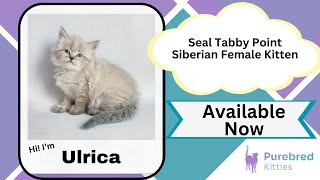 Ulrica Seal Tabby Point Siberian Female Kitten Available Now | Purebred Kitties