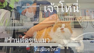 🐈 #เจ้าโทนี่ #แมวส้ม #ร้านตัดขนแมว Delivery ถึงหน้าบ้าน 🚐🏠#ทาสเเมว #แอดมินร้อยช่อง #chiangmai #fctp