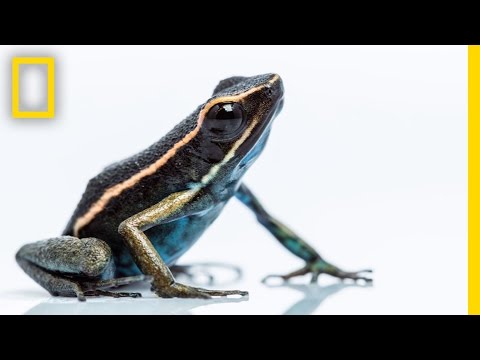 Video: Plants and animals of the Amazon
