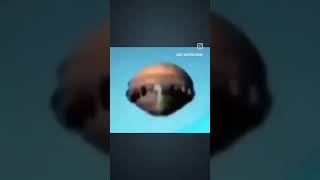 Can you explain this flying object? #shorts #ufoキャッチャー